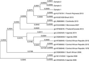 Molecular phylogenetic analysis of positive samples (samples 1–3). ZIKV RNA sequence of 474bp within the NS1 gene was compared with ZIKV sequences available in the GenBank. The sequences had a 99.8% of similarity among them and 99% to the ZikaSPH2015 virus (KU321639 BRAZIL 2015).