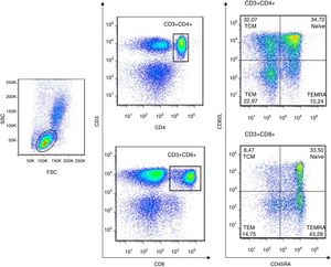 Characterization of naïve and memory T cells in peripheral blood of healthy donors and chronic lymphocyte leukemia (CLL) patients by flow cytometry. The lymphocyte region was evaluated considering the forward and side scatter of cells. CD4+ and CD8+ T cells were respectively determined by double positivity of CD3+CD4+ and CD3+CD8+, and the CD45RA and CD62L expression patterns were used to identity naïve T cells (CD45RA+CD62L+), central memory T cells (CD45RA−CD62L+), effector memory T cells (CD45RA−CD62L−) and terminal effector memory T cells (CD45RA+CD62L−). For standardization, 50,000 events were acquired in the CD3+ T-cell population. This strategy was representative for healthy donors and CLL patients.