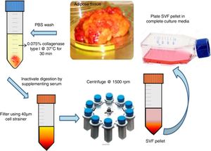 Isolation of mesenchymal stem cells from adipose tissue. Schematic representation of enzymatic digestion of adipose tissue using collagenase type I. Isolation and expansion of the mesenchymal stem cells population from the stromal vascular fraction.
