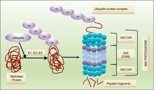 Ubiquitin–proteasome system. Ubiquitin ligases (E1, E2, E3) attach a chain of ubiquitins to lysine residues on the target protein to be degraded. In the proteasome, the ubiquitin chain is removed, and the target protein is unfolded and translocated to the interior of the proteasome, where it is degraded into peptide fragments by 3 threonine proteases.