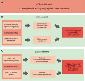 Schematic representation of our hypothesis. (A) CCR5-CD34 axis: functional interactions between CCR5 and CD34. (B) CCR5-CD34 axis supports the development of different types of cancer. Constitutive: normal/expected levels of CCR5 and CD34+ cells. (C) Reduced CCR5 expression in association with lower CD34+ cell counts would protect against the establishment of the tumor microenvironment and the development of cancer.