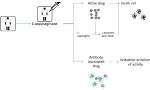 Taken according to the initial drug used. In patients who develop grade 2 to 4 allergic reactions, the preparation is switched without activity monitoring. In patients who present grade 1 reactions or questionable reactions, the monitoring of the activity that varies according to the initial drug used is indicated. (A) the starting drug is E. coli ASNase, monitoring should be done after the first dose and after each reintroduction, which usually takes 72h. If it has activity <0.1IU/ml, it is suggested to switch to another formulation, PEG-ASNase or Erwinia. But if it has activity ≥0.1IU/ml they maintain the infusions of E. Coli ASNase. (B) the starting drug is PEG-ASNase, monitoring is indicated at day 7 after infusion. If the patient exhibits activity <0.1IU/ml, swicth for Erwinia is suggested. If the activity is ≥0.1IU/ml, it is monitored again on day 14, if the patient has activity <0.1IU/ml, it is suggested to change to Erwinia and if it has activity ≥0.1IU/ml maintain the infusions of PEG-ASNase.
