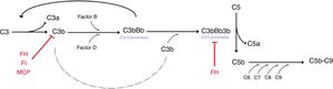 Depicting the alternative complement pathway and regulators of excessive activation. The alterative pathway is constitutively active because of the spontaneous cleavage of C3 (a process referred to as tickover). The cleavage of C3 allows Factor B to bind to C3b and subsequently get cleaved by Factor D. The result of this series of reactions is the formation of C3bCBb, which is known as C3 convertase. The C3 convertase can form an amplification loop, resulting in an exponential cleavage of C3. The binding of the C3b molecule to the C3 convertase produces C3bBb3b, which is C5 convertase). The C5 convertase then cleaves C5 into C5a and C5b. The C5b joins C6, C7, C8 and C9 and assembles the membrane attack complex (C5b-C9). The regulator of the alternative complement pathway (red) includes Factor H (FH), factor I (FI) and the membrane cofactor protein (MCF).3