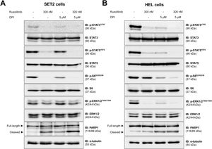 NADPH oxidase regulates JAK2/STAT redox signaling pathways in JAK2V617F-positive cell lines. Western blot analysis for p-STAT3Y705, p-STAT5Y694, p-ERK1/2T202/Y204, p-S6 ribosomal proteinS235/S26, and PARP1 (total and cleaved) in total cell extracts from SET2 (A) and HEL (B) cells treated with vehicle or diphenyleneiodonium (DPI. 5 μM) and/or ruxolitinib (300 nM); membranes were reprobed with the antibody for the detection of the respective total protein or α-tubulin, and revealed with the SuperSignal™ West Dura Extended Duration Substrate system using a G:BOX Chemi XX6 gel doc systems.
