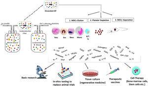 Overview of the new application of Leukocyte Reduction Filters (LRFs). Discarded LRFs are an economic source of viable functional cells and bioactive molecules that can play a role in basic research, animal models, cell therapy and tissue engineering. B/T Ly: lymphocytes B and T, LRF: leuko-reduction filter, Mono: monocytes, RBCs: red blood cells, WBCs: white blood cells, BDNF; Brain Derived Neurotrophic Factor, FGFs; Fibroblast Growth Factor, HGF; Hepatocyte Growth Factor, IGFs; Insulin-Like Growth Factor, VEGFs ;Vascular Endothelial Derived Growth Factor, TGFβ; Transforming Growth Factor Beta, IL-6; Interleukin 6, IL-10; Interleukin 10, IL-27; Interleukin 27, IL-17E; Interleukin 17, IL-13; Interleukin 13, IL-9; Interleukin 9, IL-1; Interleukin-1, Ang; Angiopoietin, GM-CSF; Granulocyte Macrophage CSF, SCF; Stem Cell Factor, SDF-1; Stromal Cell-Derived Factor 1, TSG-6; (TNF)-Stimulated Gene-6.