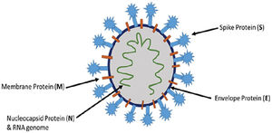 SARS-CoV-2 and coronaviruses proteins.