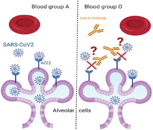 Blood group interferance with the SARS-CoV-2 adhesion to host cells.