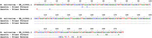 Sequencing and identification of Mycoplasma species. Alignment: sequence of the 16S rDNA gene of Mycoplasma salivarium (NR_113661.1) with the sequences obtained from sequencing of the test sample carried out with forward and reverse primers. Dotted lines indicate genetic homogeneity between the sequences analyzed.