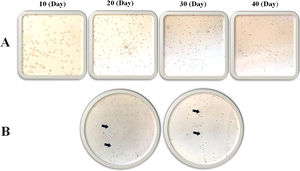 The morphology of isolated cells cultured in DMEM (1 g/L of d-glucose) to evaluate the MSC growth (during 40 days) (A) and precursor endothelial cell isolation from the LRFs (arrow shows resemblance to vasculogenesis formation) (B).