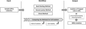 Schematic diagram summarizing the experimental plan of our study.