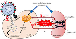 Hypothetical feedback loop oxidative mechanism resulting in, and from, erythrocyte death. The SARS-CoV-2 infection would activate metabolic processes inside the host cell and in inflammatory/immune systems that would result in an imbalanced redox status. Oxidative stress affects erythrocytes, thus inducing death of these red blood cells. The release of free iron, as a direct consequence of this erythrocyte destruction, would facilitate the metabolic reactions underlying the oxidative stress. The major structural proteins of SARS-CoV-2 interacting with host cells are spike (S), membrane (M) and envelope (E). Angiotensin-converting enzyme type 2 (ACE-2) and serine protease 2 (TMPRSS2) are the host cell membrane proteins interacting with SARS-CoV-2 proteins. Alpha and Beta are the hemoglobin chains released following erythrocyte death, from which bioactive peptides are derived. ROS: reactive oxygens species.