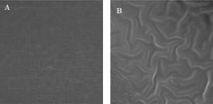 Homogeneity of FN layer on PDMS before FN immobilization (A) and after FN (B) with × 5000 magnification in SEM.