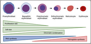 Erythropoiesis process. Each proerythroblast is capable of generating 16 erythrocytes upon erythropoiesis. The proliferative rate drops throughout the erythroid cell development, as well as the cell size, whereas the chromatin undergoes progressive condensation. There is an mRNA accumulation in the basophilic erythrocytes, which gives them the blue color upon staining. As cell maturation progresses, hemoglobin synthesis is increased, giving the pinkish/red color conferred by iron molecules, which mixes with blue color of mRNA in intermediate phases (polychromatic erythroblasts). The nucleus is extruded in the orthochromatic phase, generating the reticulocytes and further maturation, with the loss of the rest of the RNA and organelle content, giving rise to mature erythrocytes. Created with BioRender.com.