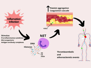 Role of NETs in platelet and coagulation activation. Inflammation and infection stimulate neutrophils to release NETs. However, the NET composition (DNA strands, histones, and enzymes) dysregulates blood hemostasis by stimulating the activation of platelets and the coagulation pathways, which may lead to several thromboembolic complications, such as ischemic stroke, pulmonary embolism, heart attack and deep vein thrombosis. Abbreviations: neutrophil elastase (NE), cathepsin G (CG) and peptidyl-arginine deiminase 4 (PAD4).