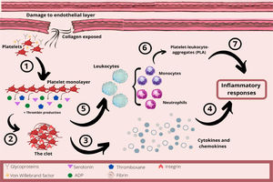 The role of platelets in hemostasis and inflammatory response. 1- After damage to the endothelial layer, platelets interact with collagen from the subendothelial layer. This collagen exposure causes platelet adhesion and formation of the platelet monolayer. 2- These activated platelets recruit other circulating platelets by secreting mediators, such as serotonin, ADP and thromboxane, as well as producing thrombin. Therefore, the platelets aggregate and form a three-dimensional structure, the clot. 3- Platelets are an important source of chemokines and cytokines at the site of inflammation. 4 - These chemokines and cytokines will be important in the acute inflammatory process. 5 – The platelet-mediated leukocyte recruitment is initiated by a close interaction with leukocytes, inducing the activation of integrins and increasing the adhesion of leukocytes to the endothelial layer. 6 - Neutrophils and monocytes can also interact with endothelium-adherent platelets or directly with platelets, forming platelet-leukocyte-aggregates (PLAs) which are recruited to the damaged endothelial layer. 7 - Thus, platelets orchestrate the inflammatory response by regulating the adhesion of innate immune cells to the inflammatory process.