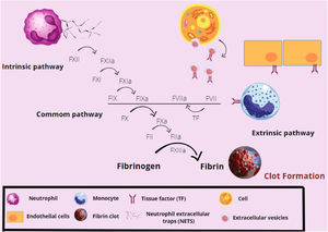 Overview of the coagulation cascade activation. The factor XII (FXII) is activated by the neutrophil extracellular traps (NETs), initiating the extrinsic pathway of coagulation. In sequence, the FXIIa activates the FXI, which acts in the activation of the hyperactive factor IX (FIX). The FIXa will act together with the intrinsic pathway FVIIa, which has been sensitized by the tissue factor (TF) present on the surface of cells, such as monocytes and endothelial cells, to activate the FX. The FXa will form fibrin from fibrinogen and the fibrin network will be stabilized by factors XIa and XIIIa. Thus, the clot is formed.