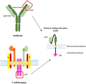 The basic structure of the CAR. CARs consist of three segments: 1) an extracellular binding element; 2) a transmembrane portion (TM), and; 3) the intracellular signaling domain. Commonly, the binding portion consists of an scFv domain taken from a TAA-specific monoclonal antibody and a signaling domain or domains derived from the TCR activating and co-stimulatory elements.