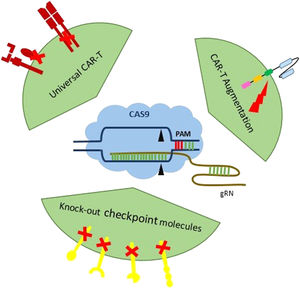 Improvement of CAR-T cell therapy by CRISPR/Cas9 technology: three major aspects of the CRISPR/Cas9 application in the CAR-T cell therapy: 1) the production of the universal CAR-T cell via disturbing endogenous MHC and TCR molecules to destroy GvH and HvG; 2) CAR-T augmentation by broadening the range of untargetable CAR antigen, and; 3) knock-out checkpoint inhibitors for improving antitumor ability.