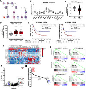 ARHGAP6 transcript levels are associated with molecular risk and impact survival outcomes and biological characteristics in acute myeloid leukemia (AML) patients. (A) Schematic representation of the myeloid differentiation hierarchy illustrating the analyzed cell subpopulations used in the analysis (https://mindthegraph.com/). Abbreviations: HSC, hematopoietic stem-cells; CMP, common myeloid progenitor; GMP, granulocyte macrophage progenitor; MEP, Megakaryocyte/erythrocyte progenitor; ERY, erythrocytes; MEGA, megakaryocytes; META, metamyelocytes; NEU, neutrophils; EOS, eosinophils; BASO, basophils; MONO, monocytes. (B) Gene expression profile of ARHGAP6 (probe 206167_s_at) in myeloid cell subpopulations (GSE24759). The p-values and cell lineages are indicated in the graphs: * p < 0.05 cell lineage vs. HSC1, #p < 0.01 cell lineage vs. HSC2; ANOVA and Bonferroni post hoc test. (C)ARHGAP6 (probe 206167_s_at) mRNA levels were compared between samples from normal hematopoietic cells (normal bone marrow n = 5, CD34+ cells n = 8) and AML patients (n = 577). The “y” axis represents mRNA expression levels at arbitrary values. The data sets were cross-referenced using tumor-specific identification numbers. *** p < 0.001; Mann–Whitney U test. (D)ARHGAP6 mRNA levels were compared among AML patients from TCGA cohort stratified by molecular risk. Numbers of subjects for each group are indicated. **p < 0.01, ***p < 0.0001; Kruskal–Wallis test and Dunn post-hoc test. (E) Kaplan-Meier curves represent overall survival for AML patients dichotomized according to high or low ARHGAP6 expression (using the ROC curve as the cut-off point). Hazard ratio (HR), 95% confidence interval, and p values are indicated (log-rank test). (F) Heatmap constructed using ClusterVis that summarizes the expression of the top 25 upregulated and 25 downregulated genes for high versus low ARHGAP6 expression. Color intensity represents the ɀ-score within each row. (G) Volcano plots depicting the extent (x-axis) and significance (y-axis) of differential gene expression for each gene, comparing high versus low ARHGAP6. (H) Spearman correlation showing the genes positively and negatively correlating with the ARHGAP6 in AML TCGA patients. (I) Gene Set Enrichment Analysis (GSEA) plots for biological processes associated with ARHGAP6 expression in AML patients. The top portion of the plot shows the running enrichment scores (ES) for the gene set. The point with the maximum deviation from zero is defined as the ES for the gene set. The leading-edge subset (the subset of genes with the most significant contribution to the ES) is shown as a vertical bar accumulating before the peak score for a positive ES or after the peak score for a negative ES. FDR-adjusted p values (NOM p-value) and enrichment scores normalized for gene set size (NES) are indicated.
