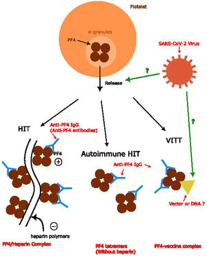 Anti-PF4 antibody formation and relationship with anti-PF4 disorders. Anti-PF4 antibodies are the main concepts for anti-PF4 disorders. Formation of the PF4/heparin complex and PF4 tetramers without combining heparin polymers leads to anti-PF4 antibody formation in the classic HIT and autoimmune HIT, respectively. The theory behind the formation of anti-PF4 antibodies in VITT and its relationship with SARS-CoV-2 viruses remains unknown, which we used question marks to represent.6,7