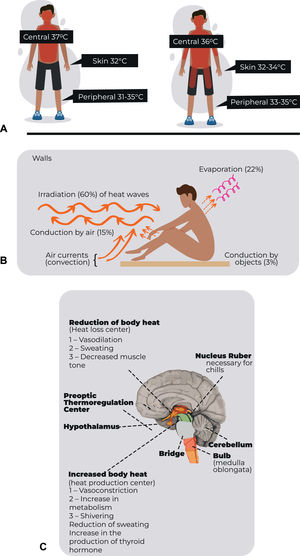 Mechanisms of body heat distribution. Adapted from Brazilian Guidelines for Preventing and Treating Inadvertent Perioperative Hyperthermia in Adults produced by the Sao Paulo State Society of Anesthesiology. J Infect Control 2018;7(1):01-162