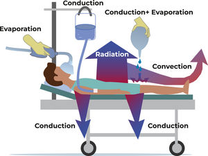 Thermoregulation: perioperative mechanisms.
