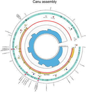 Circos plot of the SLC14A1 gene using Canu for genome assembly, illustrating the sequencing results and allelic distribution of the mutations. Circos plot of the de-novo assembled region covering SLC14A1 gene (Homo sapiens, chr 18: 45 719 929 to 45 756 770). The outer track indicates contig coordinates (in bp) and the sites with known polymorphism according to the Reference SNV report (rs) NCBI. For convenience, the three sites of major importance here are indicated by black arrows. The second track represents the assembled contig with all SNVs (black bars) compared to the reference NC00018 and relevant mutations are indicated in bold type; each phased allele is presented separated by “|”. The third track shows the location of the SLC14A1 (MANE project release version 1.0; accession NM_015865.7) gene in yellow with exons represented by boxes, the location of the SLC14A1 gene (according to Ensembl release 109 in red; accession ENSG0000141469), as well as the primer pairs (arrow heads, each pair with its own color) defined in the present study. The inner track highlights the sequencing coverage (divided by 1000 for clarity).