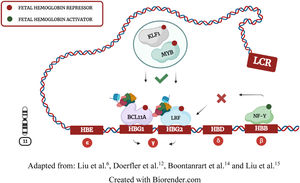 Transcriptional repression of Hb F: illustration demonstrating locus control region (LCR) inducing fetal-to-adult hemoglobin switching through chromosomal looping.