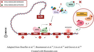 Transcription Activation of Hb F: stress erythropoiesis and a locus control region (LCR) performing chromosomal looping to attract GATA1 and NF-Y activators.