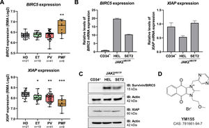 Survivin and XIAP are differently expressed in myeloproliferative neoplasm patients and cellular models. (A) Gene expression data was obtained from GEOR2 (https://www.ncbi.nlm.nih.gov/geo/geo2r/; GEO accession GSE26049) for blood samples from polycythemia vera (PV), essential thrombocythemia (ET), and primary myelofibrosis (PMF) patients. The median of BIRC5 (202,094_at and 202,095_s_at) and XIAP (206,536_s_at, 206,537_at, 225,858_s_at, 225,859_at, 235,222_x_at, and 235,222_x_at) data obtained for each patient was used and number of patients are indicated; *p-value <0.05, **p-value <0.01, ***p-value <0.001; Kruskal-Wallis test and Dunn