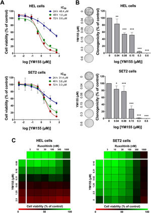 YM155 reduces cell viability and autonomous clonal growth in JAK2V617F cellular models. (A) Dose- and time-response cytotoxicity was analyzed by methylthiazoletetrazolium (MTT) assay for HEL and SET2 cells treated with graded concentrations of YM155 (ranging from 0.0032 to 50 µM) for 24, 48, and 72 h. Values are expressed as the percentage of viable cells for each condition relative to vehicle-treated controls. Results are shown as the mean ± standard deviation (SD) of at least three independent experiments. (B) Colonies containing viable cells were detected by adding an MTT reagent after 8–12 days of culturing the cells in presence of vehicle or YM155 (0.04, 0.08, 0.16, 0.3, and 0.6 µM). Colony images are shown for one experiment and bar graphs show the mean ± SD of at least three independent experiments. *p-value <0.05, **p-value <0.01, ***p-value <0.001; ANOVA test and Bonferroni post-test. (C) Dose-response cytotoxicity for combined treatment was analyzed by methylthiazoletetrazolium (MTT) assay for JAK2V617F cells treated with graded concentrations of YM155 (HEL: ranged from 0.08 to 2.5 μM, SET2: ranged from 0.16 to 5 μM) and ruxolitinib (ranged from 3 to 1000 nM) alone or in combination for 48 hours, as indicated. Values are expressed as the percentage of viable cells for each condition relative to vehicle-treated controls. Results are shown as the mean of at least three independent experiments.