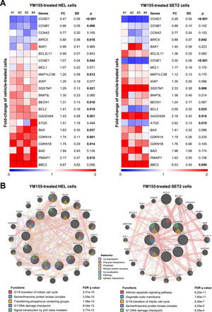 YM155 modulates apoptosis-, cell cycle-, DNA damage- and autophagy-related genes in HEL and SET2 cells. (A) Heatmap depicting the gene expression profile of JAK2V617F cells treated with a vehicle or YM155 (HEL: 2.5 μM, SET2: 5 μM) for 24 h. The blue color on the heatmap indicates decreased mRNA levels while red indicates induced mRNA levels, which were normalized by vehicle-treated cells (n = 4). The fold-change (FC) to vehicle-treated cells, standard deviation (SD) and p-values are described, Student t-test. (B) Network for YM155 modulated genes constructed using the GeneMANIA database (https://genemania.org/) for HEL and SET2 cells. Genes significantly modulated are illustrated as crosshatched circles; the interacting genes included by modeling the software are indicated by circles without crosshatched. The main biological interactions, associated functions, and false discovery rate (FDR) q values are described in the Figure.