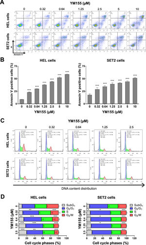 YM155 induces cell death and cell cycle delay in HEL and SET2 cells. (A) Cell death was detected by flow cytometry in JAK2V617F cells treated with vehicle or with increasing concentrations of YM155 (0.32, 0.64, 1.25, 2.5, 5, and 10 μM) for 48 h using an APC-annexin V/ propidium iodide (PI) staining method. Representative dot plots are shown for each condition. The upper and lower right quadrants (Q2 plus Q3) cumulatively contain the cell death population (annexin V+ cells). Bar graphs represent the mean ± standard deviation (SD) of at least three independent experiments. The p-values and cell lines are indicated in the graphs; *** p-value <0.0001; ANOVA and Bonferroni post-test. (B) Phases of the cell cycle were determined by analyzing the DNA content by staining with propidium iodide and acquiring the data by flow cytometry following exposure of JAK2V617F cells to the vehicle or YM155 (0.32, 0.64, 1.25, and 2.5 μM) for 48 h. A representative histogram for each condition is illustrated. The mean ± SD of at least three independent experiments is represented in the bar graph. The p-values and cell lines are indicated in the graphs; * p-value <0.05; ** p-value <0.01; *** p-value <0.001, ANOVA and Bonferroni post-test.