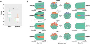 The result of clonal evolution analysis. (A) Comparison of the median variant allele frequency (VAF) between Driver (n = 8) and Passenger (n = 13) genes using the Wilcox test (p-value = 0.01). (B) Analysis of the clonal evolution of four cases (patients 3, 8, 7, and 14, see Table 2). The Bell plot and cell spheres show clonal dynamics over time and the proportion of clonal subpopulations, respectively in the two samples of circulating tumor DNA at diagnosis and after treatment. Cellular population parameters = 100 cell number.