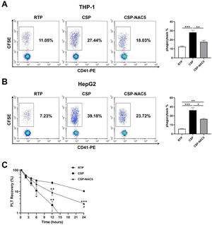 The additional of N-acetylcysteine (NAC) significantly prevents cold-storage platelets from recognition and clearance in vitro and in vivo (A) Activated THP-1 cells were used to analyze macrophage-dependent phagocytosis after being co-cultured with 5-day-stored room-temperature-stored platelets (RTP), cold-stored platelets (CSP) and CSP with the addition of 5 mM NAC (CSP-NAC5). (B) Hep G2 cells were used to analyze hepatocyte-dependent phagocytosis after co-culturing with 5-day-stored RTP, CSP and CSP-NAC5. The percentage of CFSE+/CD41− cells was measured by fluorescent activated cell sorting (FACS) and defined as the phagocytosis rate for each sample. The results are shown as means ± standard error of the mean (n = 6). *p-value <0.05, **p-value <0.01, ***p-value <0.001, compared between the groups. (C) Five-day-stored RTP, CSP and CSP-NAC5 (2 × 109 platelets/mice) were transferred into SCID mice (5 mice/group) via the tail vein. Retro-orbital blood specimens were collected and labeled using anti-human CD41-PE monoclonal antibodies at different timepoints after the transfusion. The percentage of CD41+ cells was measured by FACS and defined as platelet recovery rate. The results are shown as means ± standard error of the mean (n = 5). *p-value <0.05, **p-value <0.01, ***p-value <0.001, compared between the indicated groups and the RTP group at the same timepoint; #p-value <0.05, compared between the indicated groups and CSP group at the same timepoint.