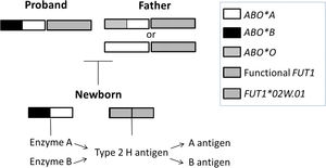 Schematic figure of genetic background involved in discrepant ABO typing between a mother and her newborn. The newborn inherited an ABO*B allele from the mother and an ABO*A from the father. Although the newborn inherited a FUT1 variant allele from his mother, he received a functional FUT1 from his father that produces normal amounts of the H antigen, which is altered by both N-acetylgalactosaminyltransferase (enzyme A) and galactosyltransferase (enzyme B), producing A and B antigens. The genotypes of the father and newborn are deduced from the phenotype, since their samples have not been genotyped.