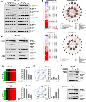 4d, a hybrid histone deacetylase (HDAC)-kinase inhibitor, shows greater efficacy in potentiating venetoclax-induced apoptosis in MEC-1 cells.