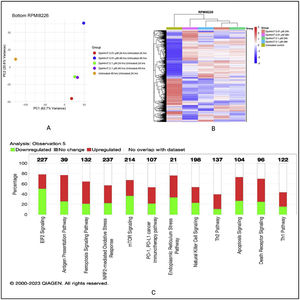 Dp44mT-induced proteomic changes in multiple myeloid (MM) cell lines: A. Principal component analysis. Unit variance scaling was employed to rows and the principal components were calculated using the singular value decomposition imputation approach. The X and Y axes correspond to principal component (PC)-1 and PC-2, respectively thus explaining the total variance (n = 5) data points. B. Heatmap of differentially regulated proteins after Dp44mT treatment (Only those genes with absolute fold change |log2(FC)| >1.5 were included to reduce the size of the data). C. Canonical ingenuity pathway analysis showing differentially regulated pathways in MM cell lines. Green represents downregulation, red represents upregulation, and white represents no overlap with the ingenuity pathway knowledge-based database. MM.1S (top) and RPMI-8226 (bottom).