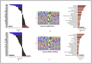 Changes in major iron metabolism related genes 48 h after Dp44mT treatment in MM.1S and RPMI-8226 cell lines. A: The genes with similar expression patterns in both studied cell lines are shown at the top and B: Genes having differential expression patterns in response to Dp44mT treatment are shown at the bottom.