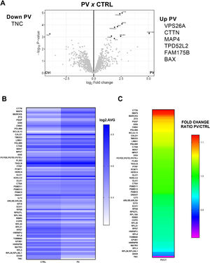 Proteomics analysis of bone marrow mesenchymal stromal cells (BM-MSC) from patients with polycythemia vera (PV: n = 4) compared with BM-MSC from healthy donors (HD: n = 3). A: Volcano Plots of proteins differentially expressed in MSC from PV patients compared to MSC from HD. R analysis (more stringent) was used to identify the differences. Six proteins were upregulated, and one was downregulated. B: Heatmap of Perseus analysis (less stringent). The number of differentially expressed proteins (p-value ≤0.05) in BM-MSC from PV patients was 102. Results expressed in log2 average. C: Heatmap of fold change ratio PV/HD from 102 differentially expressed proteins (Perseus analysis).