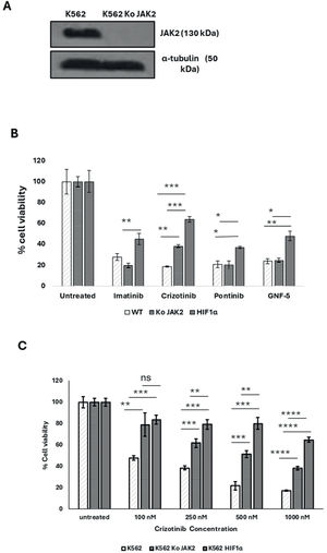 Effect of JAK2 silencing and HIF1α overexpression on the sensitivity of K562 to different Abl kinase inhibitor treatments. (A) Immunoblot of JAK2 in K562 and K562 SiJAK2 cells. (B) Proliferation blot showing remaining K562, K562/Si JAK2, and K562 HIF1α cells when exposed to 1000 nM Imatinib, Crizotinib, ponatinib, or GNF-5. (C) Proliferation blot of the different K562 cells that were exposed to different concentrations of Crizotinib. Cell viability was monitored as described in Materials and Methods. *p-value ≤0.01, **p-value ≤0.001, *** p-value ≤ 0.0001. The experiment was run in duplicate and repeated (for a total of two independent experimental runs), with both yielding comparable outcomes.