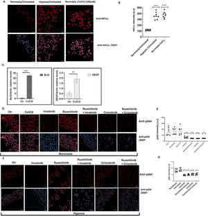 Expression of HIF1α and pAbl in K562 under hypoxic conditions. K562 cells were treated with 100 μM cobalt chloride (CoCl2) or grown under low oxygen conditions (2 %) for 12 h. (A) Induction of HIF1α in K562 cells by treatment with CoCl2 and exposure to hypoxic conditions for 12 h. (B) Quantitation of HIF1a levels under the different conditions. (C) Real-time PCR was used to determine the relative expression of Bcl2 and VEGF in relation to β-actin in K562 cells exposed to 100 μM CoCl2. Sequences of the primers used in this study are shown in Table 1. (D) Immunofluorescence assessment of pAbl levels in K562 cells grown under normoxic, and (E) quantitation. (F) Immunofluorescence assessment of pAbl levels in K562 cells grown under hypoxic conditions after 12 h of treatment, Imatinib, Ruxolitinib, Imatinib/Ruxolitinib, and Crizotinib/Ruxolitinib and (G) quantitation. *p-value ≤0.01, **p-value ≤0.001, *** p-value ≤ 0.0001. The experiment, performed in duplicate, was repeated, with consistent results observed across both independent experiments.