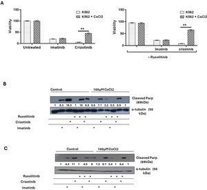 Effect of cobalt chloride (CoCl2) and ruxolitinib on the sensitivity of K562 and BV 173 cells to treatment with Imatinib or Crizotinib. K562 or BV 173 cells exposed to 100 µM CoCl2 and treated with 1 % DMSO, 1 μM Imatinib, Crizotinib or Ruxolitinib for 12 h. (A) Measurement of the viability of K562 with the trypan blue exclusion assay using a two-sample t-test. Immunoblot of (B) K562 and (C) BV 173 cells exposed to 1 µM Imatinib, Crizotinib, and Ruxolitinib in the presence or absence of 100 µM CoCl2. Filters were probed with anti-c-PARP and α-tubulin antibodies. The numbers below the plot represent the relative expression levels normalized to α-tubulin.