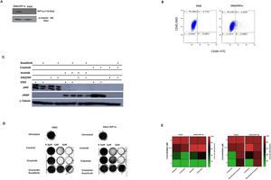 Effect of overexpression of HIF1a on the chemoresistance of K562. (A) Immunoblot of HIF1α in K562 and K562/HIF1α cells. (B) The level of expression of CD44 in K562 and K562/HIF1α was determined by FACS analysis. (C) Levels of pAbl and cleaved PARP in K562 and K562/HIF1α exposed to Imatinib (1μ M), Crizotinib (1μ M), or Ruxolitinib (1 μM) for 24 h. (D) Clonogenicity of K562 and K562/HIF1α cells under semi-solid conditions in the presence of Imatinib (0.3, 1 and 3 µM) and Crizotinib (0.3, 1 and 3 µM) in combination with Ruxolitinib (1 µM). (E) Heatmap of absorptance of dye levels extracted from stained colonies in the different samples. The experiment was performed twice, yielding comparable results.