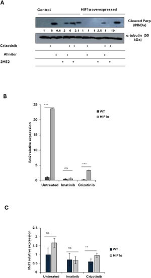 Effect of 2ME2 on HIF1α-mediated resistance to Crizotinib. K562 or K562/HIF1α cells were treated with 1 % DMSO, Imatinib, Crizotinib, Afinitor, or 2ME2 for 24 h. (A) Immunoblot of K562 or K562/HIF1α cells treated with 1 µM Crizotinib, Afinitor, or 2ME2. Filters were probed with anti-c-PARP and α-tubulin antibodies. The numbers below the different lanes represent relative values normalized to α-tubulin. (B and C) Relative expressions of (B) Bcl2 and (C) Mcl1 genes compared to the β-actin gene were determined by real-time PCR using K562 and K562/HIF1α cells treated with 1 % DMSO, Imatinib, or Crizotinib for 24 h. Sequences of the primers used in this study are shown in Table 1. The levels of PCR amplicons were analyzed using a two-sample t-test. The mean relative expression (log2) ± standard error of the mean is shown. *p-value ≤0.01, **p-value ≤ 0.001 and *** p-value ≤ 0.0001. The experiment was performed twice, yielding consistent results.