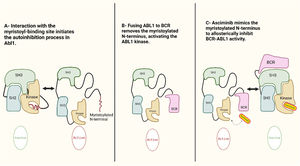 Asciminib binds specifically to the allosteric myristoyl pocket of the BCR::ABL1 oncoprotein. Under physiological conditions, autoinhibition of the ABL1 kinase is achieved through the binding of the myristoylated N-terminus to the myristoyl-binding site (A). This regulatory motif locks the ABL1 kinase in its inactive conformation (B). However, the oncogenic fusion of BCR and ABL1 results in the loss of the myristoylated N-terminus, leading to constitutive kinase activation (B). Asciminib mimics the natural myristoyl ligand by binding to this allosteric site, thereby restoring the autoinhibited state and inhibiting BCR::ABL1 kinase activity (C) [15].