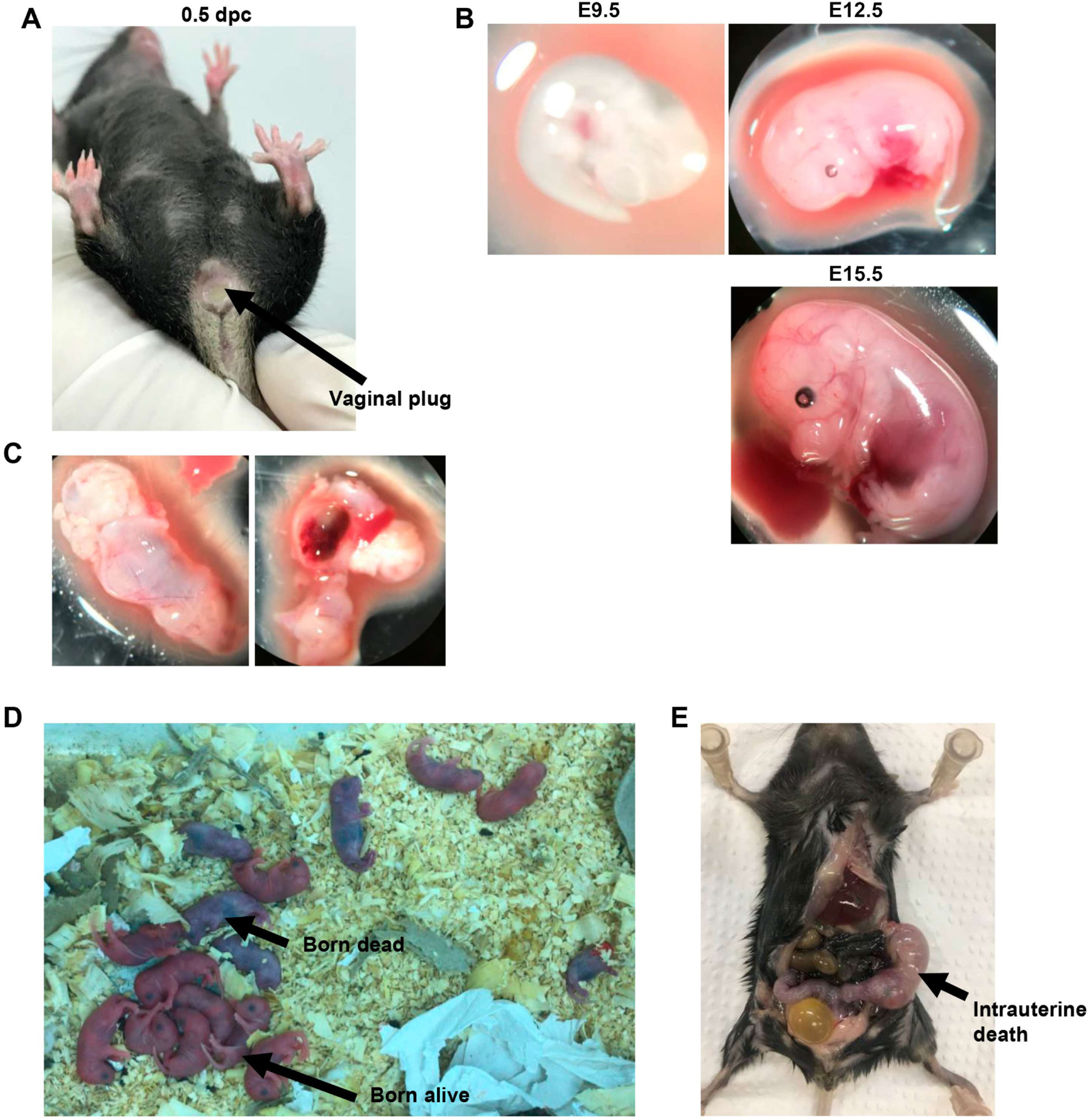 fig0002