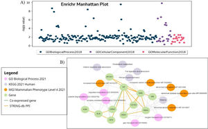 (A) Manhattan plot showing the enrichment analysis of gene ontology (GO) terms categorized as Biological Process, Cellular Component, and Molecular Function. Each dot represents a GO term with its position on the Y-axis reflecting the -log10(p-value) of its enrichment, indicating the statistical significance. The X-axis denotes the various GO terms across the three categories. (B) The network wiring shows interconnectivity between different pathways enriched by hub genes.