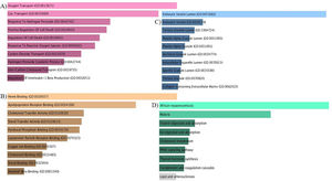 Functional enrichment analysis of differentially expressed proteins. Top ten enriched Gene Ontology (GO) terms - comprising Biological Processes (BP), Cellular Components (CC), and Molecular Functions (MF) - and KEGG pathways associated with the HP locus and SCD. Proteins were selected based on a fold change (FC) ≥1.5 or ≤0.67 and p-value ≤0.05. Bar length indicates the enrichment score, while color intensity represents statistical significance.