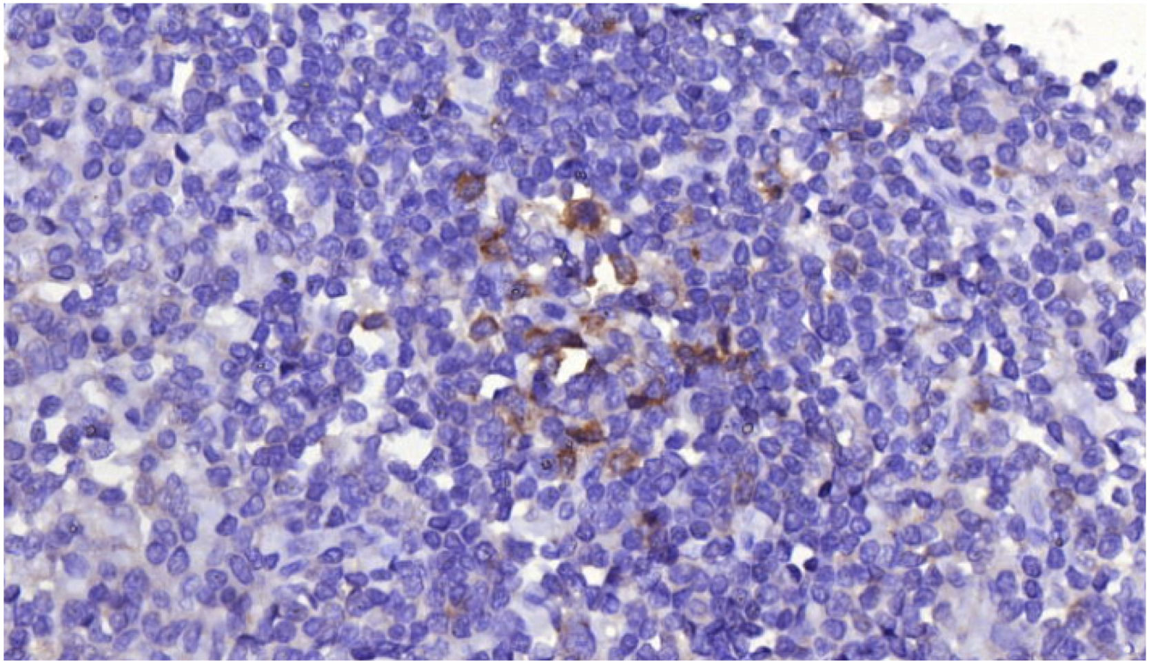 fig0004